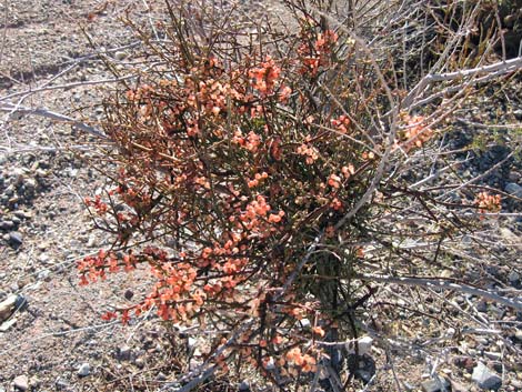 Mesquite Mistletoe (Phoradendron californicum)