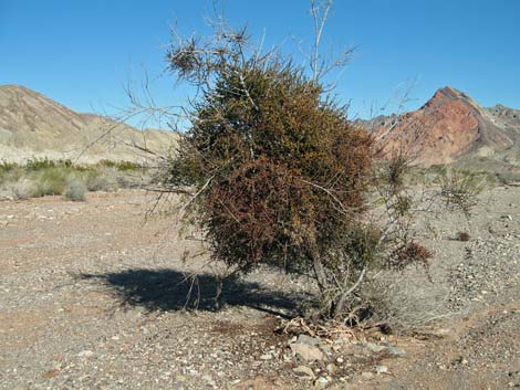 Mistletoe (Arceuthobium spp.)