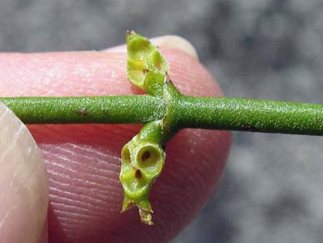 Mesquite Mistletoe (Phoradendron californicum)