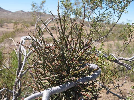 Mesquite Mistletoe (Phoradendron californicum)