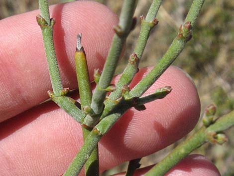 Mesquite Mistletoe (Phoradendron californicum)