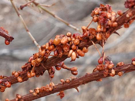 Mesquite Mistletoe (Phoradendron californicum)