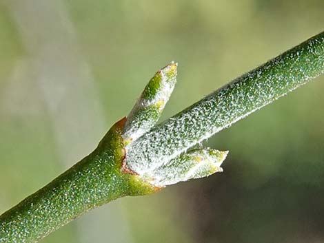 Mesquite Mistletoe (Phoradendron californicum)