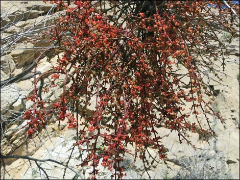 Mesquite Mistletoe (Phoradendron californicum)