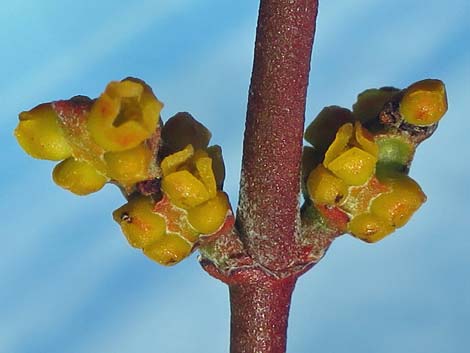 Mesquite Mistletoe (Phoradendron californicum)