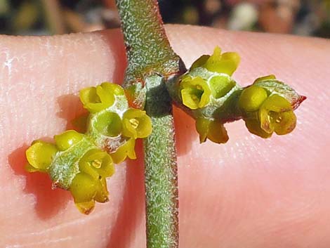 Mesquite Mistletoe (Phoradendron californicum)