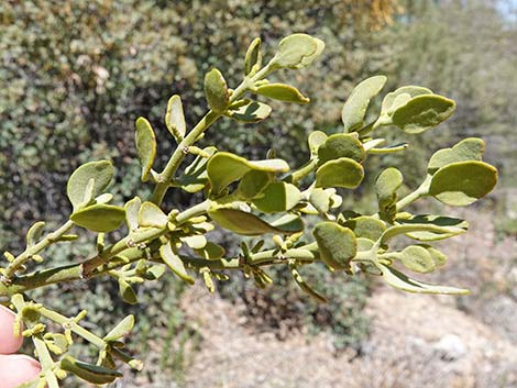 Cory's Oak Mistletoe (Phoradendron coryae)