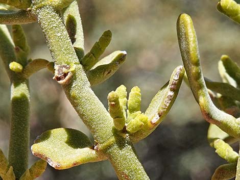 Cory's Oak Mistletoe (Phoradendron coryae)