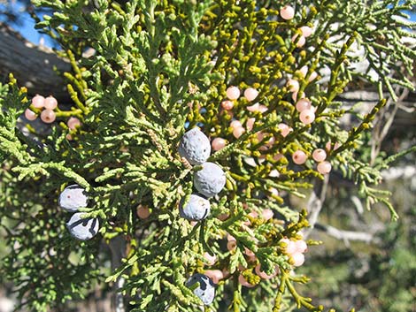 Juniper Mistletoe (Phoradendron juniperinum)