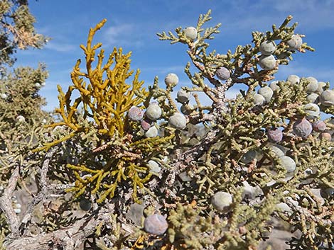 Juniper Mistletoe (Phoradendron juniperinum)