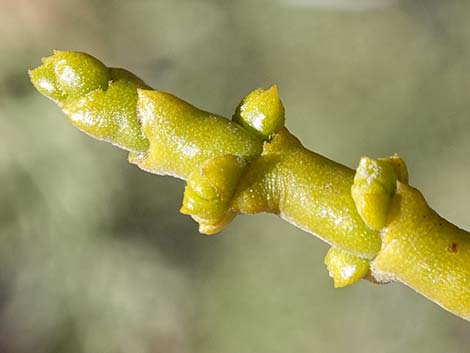 Juniper Mistletoe (Phoradendron juniperinum)