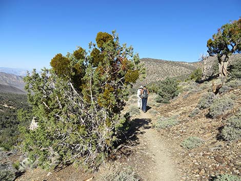 Juniper Mistletoe (Phoradendron juniperinum)