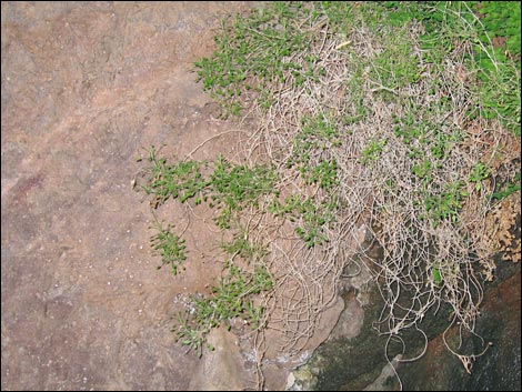 Bush Arrowleaf (Pleurocoronis pluriseta)