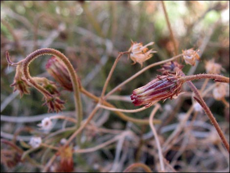 Bush Arrowleaf (Pleurocoronis pluriseta)