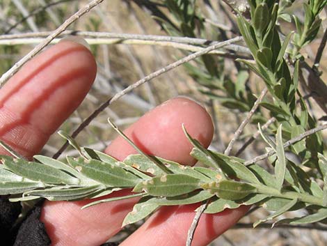 Arrowweed (Pluchea sericea)