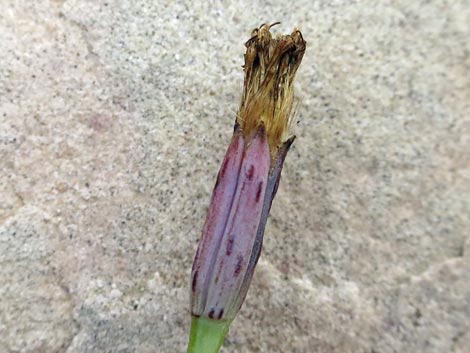 Odora (Porophyllum gracile)