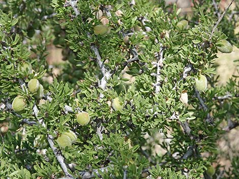 Desert Almond (Prunus fasciculata)