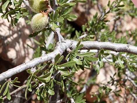 Desert Almond (Prunus fasciculata)