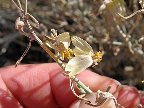 Whitestem Paperflower (Psilostrophe cooperi)