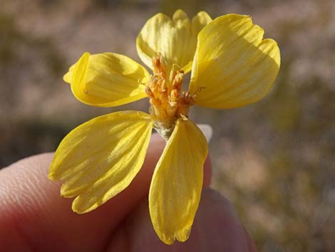 Whitestem Paperflower (Psilostrophe cooperi)