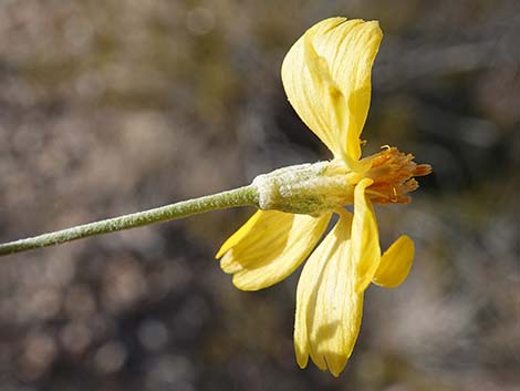 Whitestem Paperflower (Psilostrophe cooperi)