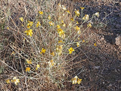 Whitestem Paperflower (Psilostrophe cooperi)