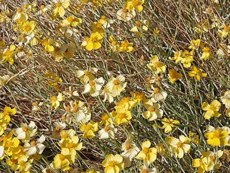 Whitestem Paperflower (Psilostrophe cooperi)