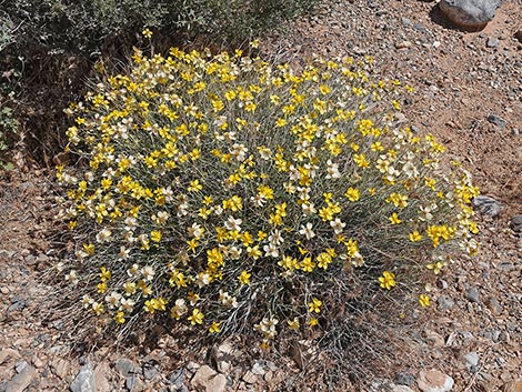 Whitestem Paperflower (Psilostrophe cooperi)