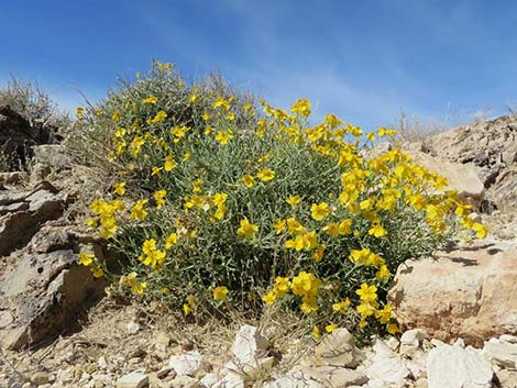 Whitestem Paperflower (Psilostrophe cooperi)