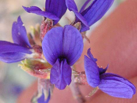 Fremont's Dalea (Psorothamnus fremontii)