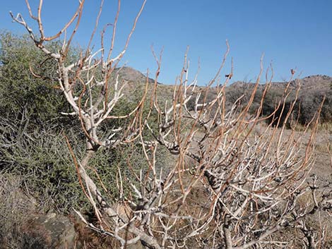 Fremont's Dalea (Psorothamnus fremontii)