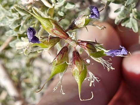 Fremont's Dalea (Psorothamnus fremontii)