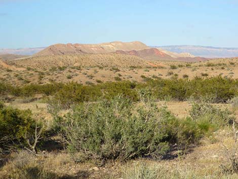 Fremont's Dalea (Psorothamnus fremontii)