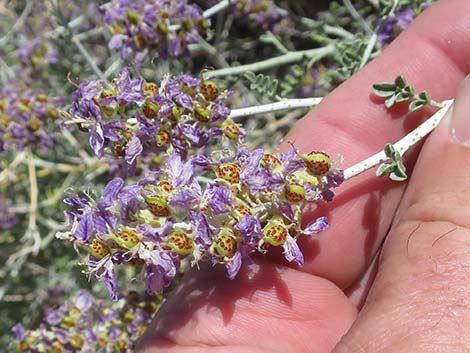 Fremont's Dalea (Psorothamnus fremontii)