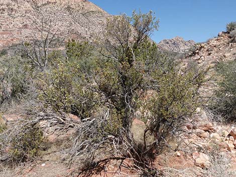 Desert Bitterbrush (Purshia glandulosa)