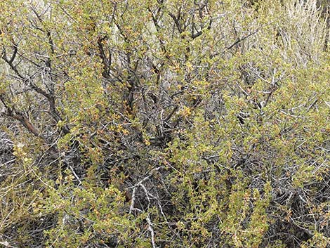 Desert Bitterbrush (Purshia glandulosa)