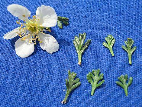 Stansbury Cliffrose (Purshia stansburiana)