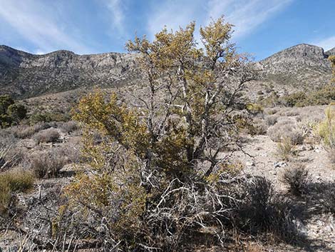 Stansbury Cliffrose (Purshia stansburiana)