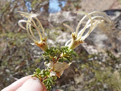 Stansbury Cliffrose (Purshia stansburiana)