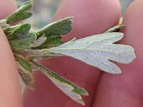 Antelope Bitterbrush (Purshia tridentata)