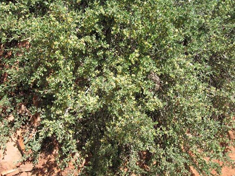 Antelope Bitterbrush (Purshia tridentata)