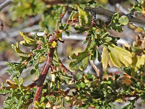 Antelope Bitterbrush (Purshia tridentata)