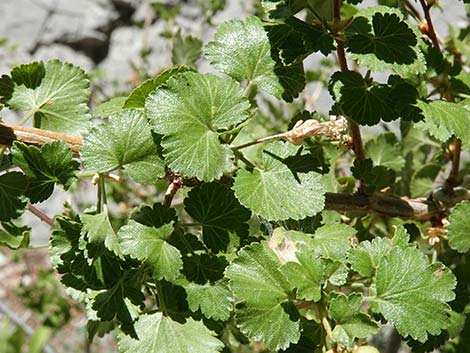 Wax Currant (Ribes cereum)