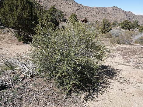 Desert Gooseberry (Ribes velutinum)