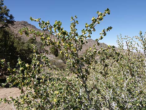 Desert Gooseberry (Ribes velutinum)