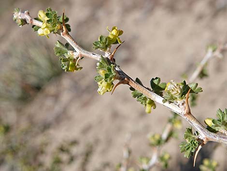 Desert Gooseberry (Ribes velutinum)