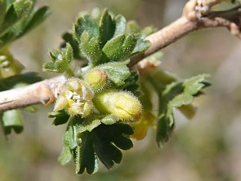 Desert Gooseberry (Ribes velutinum)