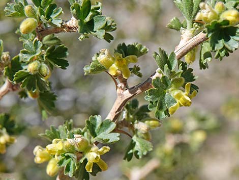 Desert Gooseberry (Ribes velutinum)