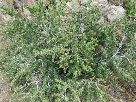 Desert Gooseberry (Ribes velutinum)