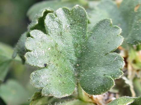 Desert Gooseberry (Ribes velutinum)